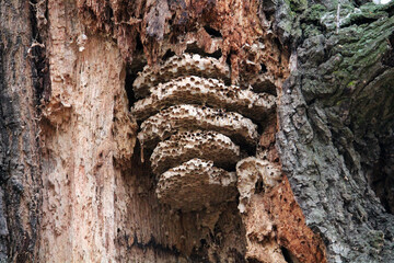 Wild honey bee hive inside an old tree, Belarus