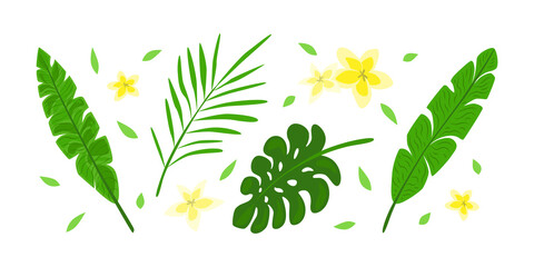 Isolated tropical leaves. Vector illustration, elements for floral design