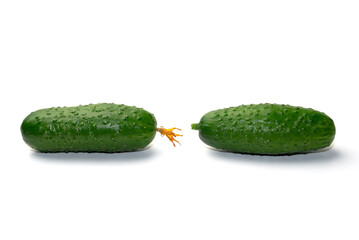 ripe cucumbers on a white background. isolate