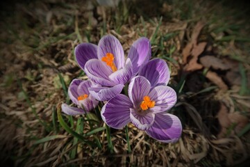 Crocus vernus (spring crocus, giant crocus). Blooming violet flowers on the spring meadow. Group of purple crocus flowering in early spring. Top view, vignetting style