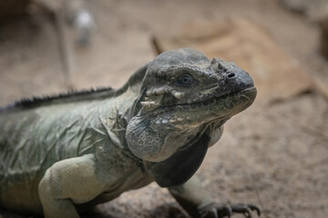 Nashornleguan