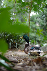duck in the wild