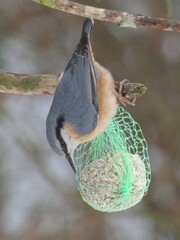 Wood nuthatch (Sitta europaea) perched on wild bird seed ball, Gdansk, Poland
