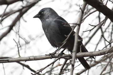 Western jackdaw or Coloeus monedula (syn. Corvus monedula) in winter, Belarus