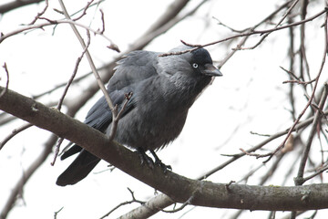 Western jackdaw or Coloeus monedula (syn. Corvus monedula) in winter, Belarus