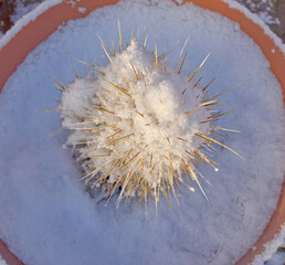 Snow Covered Hedgehog Cactus AZ
