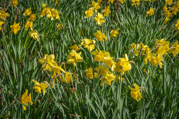 Obraz premium Gennevilliers, France - 02 27 2021: Chanteraines park. Nature in bloom in spring season. Carpet of yellow daffodils