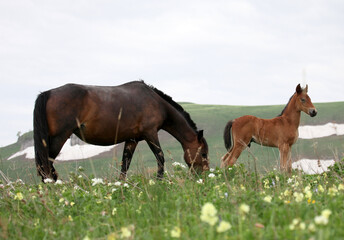 Fototapeta na wymiar horse and foal in the flower field