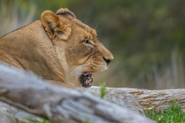2021-03-29 A CLOSE UP SIDE VIEW OF A LARGE FEMALE LION LYING DOWN