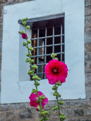 Flores de color rosa oscuro delante de una ventana con rejas en una fachada de cal y piedra en una aldea de montaña del Pirineo Español