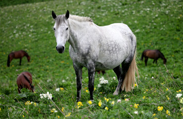 Naklejka na ściany i meble horse and foals in the field