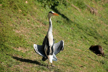 Héron cendré dans la nature