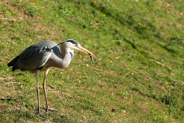 Héron cendré dans la nature