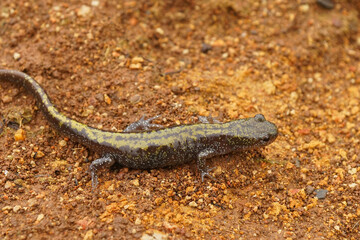 Closeup on a juvenile of the  Western longtoed salamander, Ambystoma macrodactylum macrodactylum in North Oregon