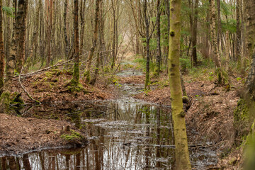 Obraz premium Woodland forest