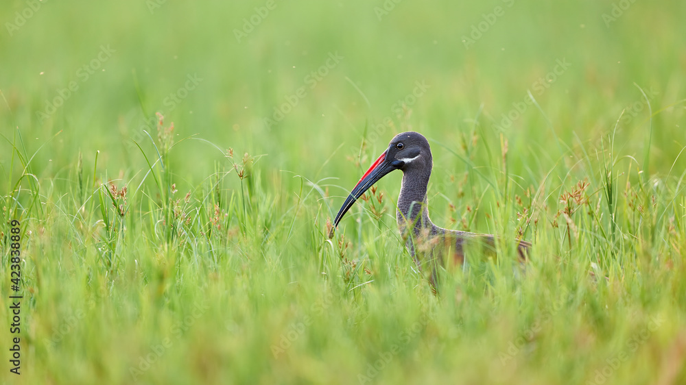 Canvas Prints Hadada ibis (Bostrychia hagedash)