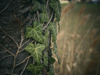 Efeu auf Baum