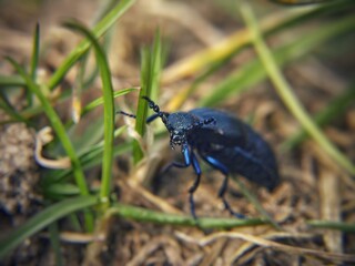 Schwarzer Hirschkäfer bei seiner Wanderung