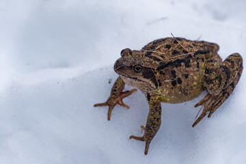 Krötenfrosch im Schnee