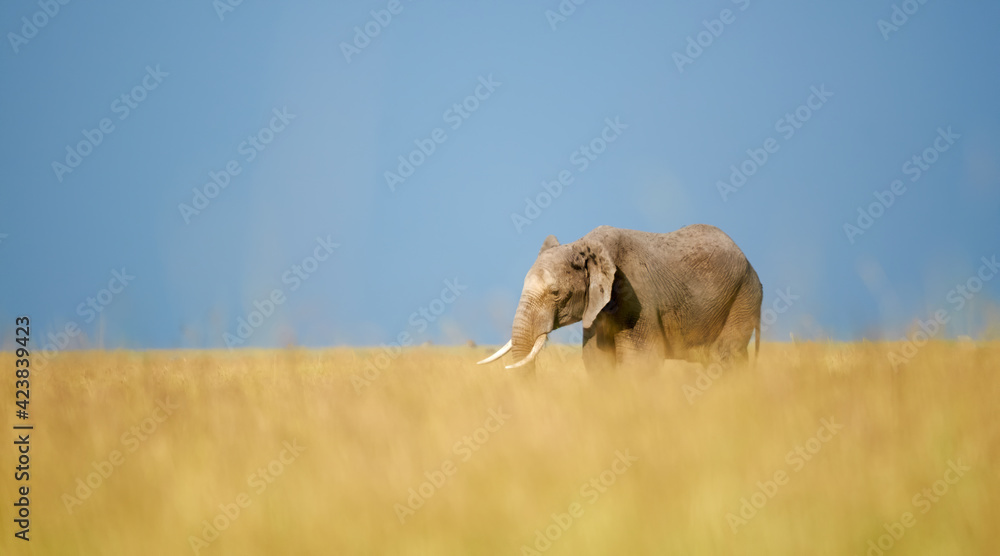 Wall mural African elephant (Loxodonta africana) photographed during a safari in Tanzania.