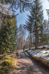 Frühlingswanderung im Wald