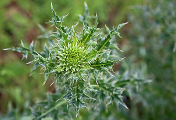 Green bud of Thistle