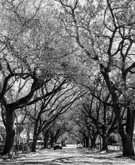 Neighborhood street in spring