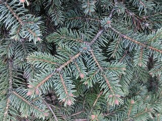 Naklejka na ściany i meble Green background of spruce branches