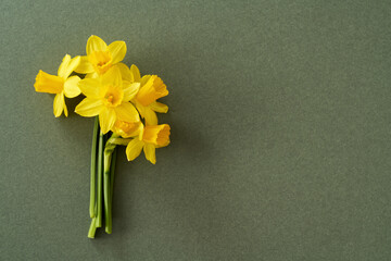 Spring concept - yellow daffodil flowers on green paper with copy space, top view