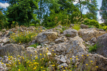 Fototapeta na wymiar Yellow flowers growing close to rocks in a botanical garden
