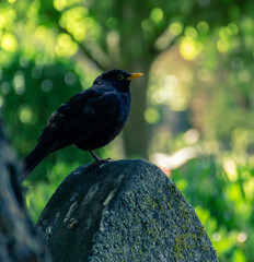 A common blackbird sitting on a tombstone in a cemetery during summer