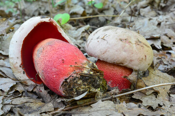 Two specimen of Ruddy bolete or Rubroboletus rhodoxanthus