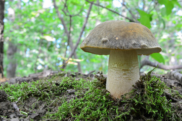 Boletus aereus, the dark cep or bronze bolete