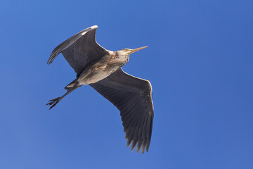 Grey Heron in flight ( Ardea Cinerea ) Blue sky	