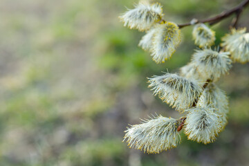 Flowering pussy-willow branches in early spring