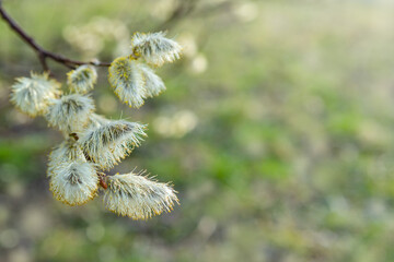 Flowering pussy-willow branches in early spring