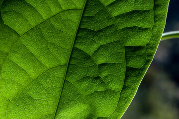 Detail of the texture and pattern of a avocado leaf plant in a young plant photographed in Brazil