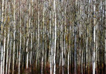 European white birch forest in abstract frontal view. spring scene of white trunks in closeup view....