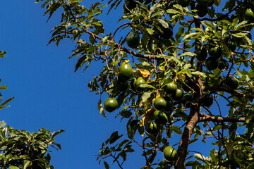 fresh avocado fruit ripens on an avocado branch with blue sky background in Brazil