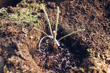 Transplanting rose bush into wet soil adding granulated fertilizer. Spring garden work.