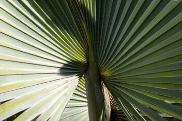 Detail with selective focus of Licuala grandis or Ruffled Fan Palm leaf, Large tropical foliage in a garden in Brazil