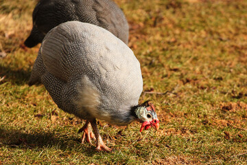 Domestic guinea fowl, or pearl hen, a domesticated form of the helmeted guineafowl (Numida meleagris) on green grass