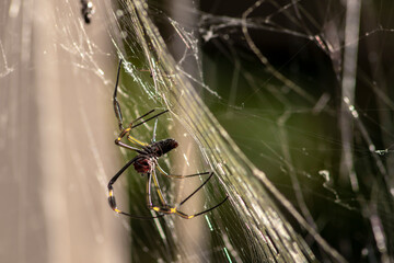 Golden silk orb weaver spider (Trichonephila clavipes) formerly known as (Nephila clavipes) on tropical forest in Brazil