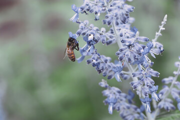 bee on flower