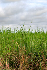 Sugar cane