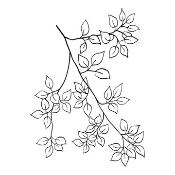 Vector tree branch line floral hand drawn sketch