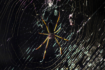 Golden silk orb weaver spider (Trichonephila clavipes) formerly known as (Nephila clavipes) on tropical forest in Brazil