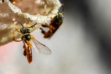 Jatai stingless bee or angelita bee (Tetragonisca angustula) at the wax entrance to their hive in Brazil