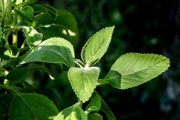 Fototapeta na wymiar Selective focus of Boldo. Green plant named Boldo da Terra in Brazil. Plant used to make tea e products medicinais;
