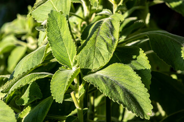 Selective focus of Boldo. Green plant named Boldo da Terra in Brazil. Plant used to make tea e products medicinais;